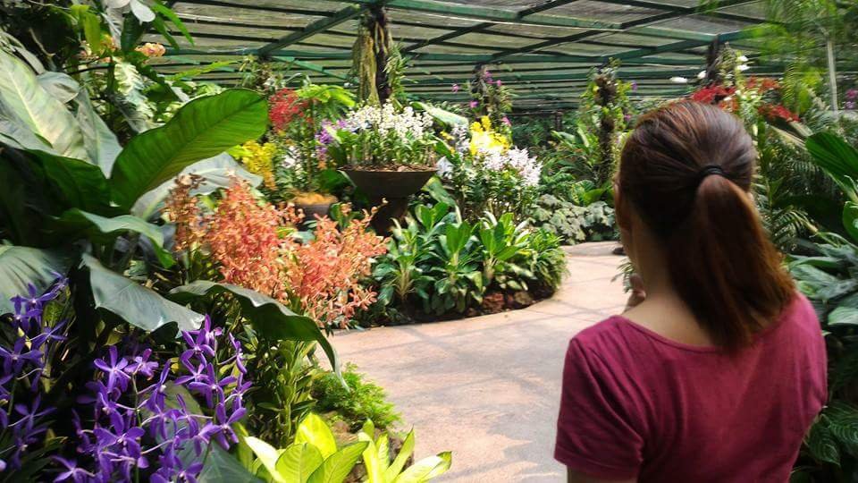 Orchids #SingaporeBitanicalGarden #Landscape
