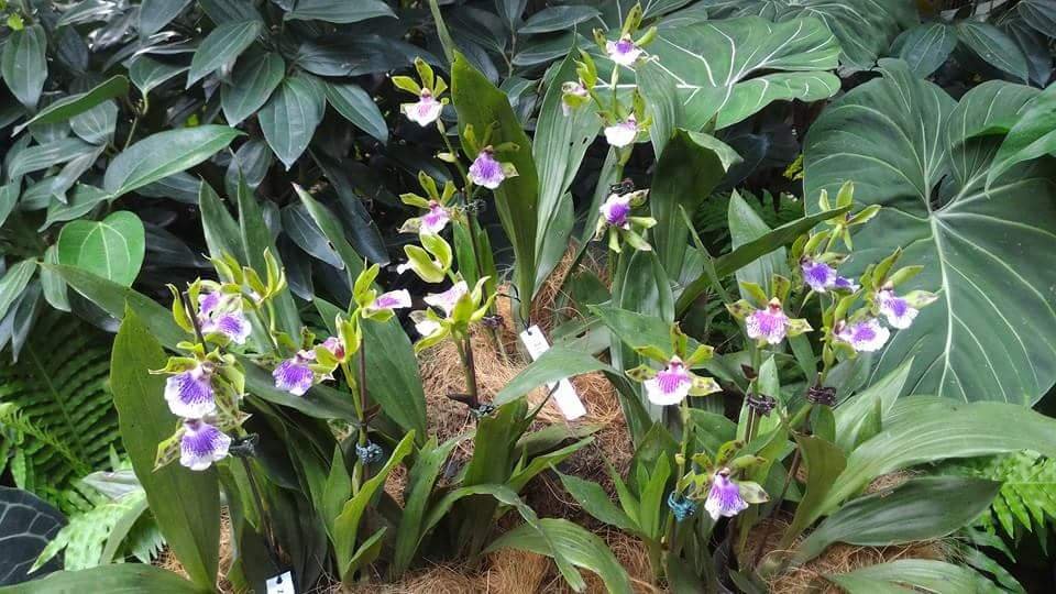Orchids #SingaporeBitanicalGarden #Landscape