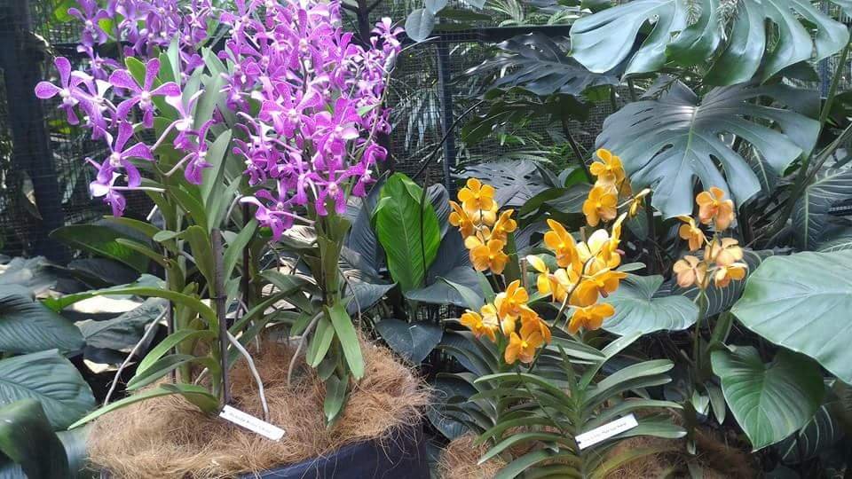 Orchids #SingaporeBitanicalGarden #Landscape