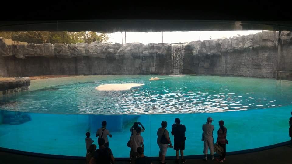 Polar Bear #SingaporeZoo #Landscape