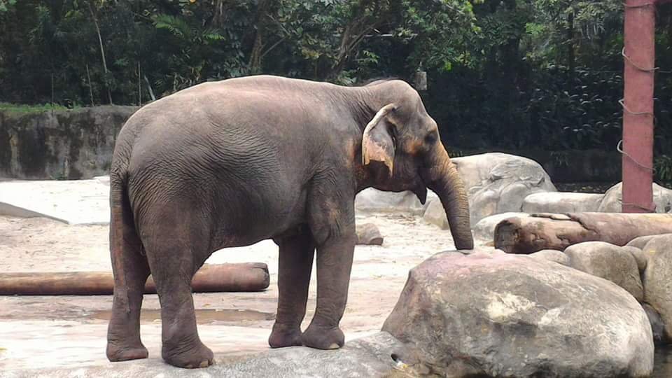 Polar Bear #SingaporeZoo #Landscape