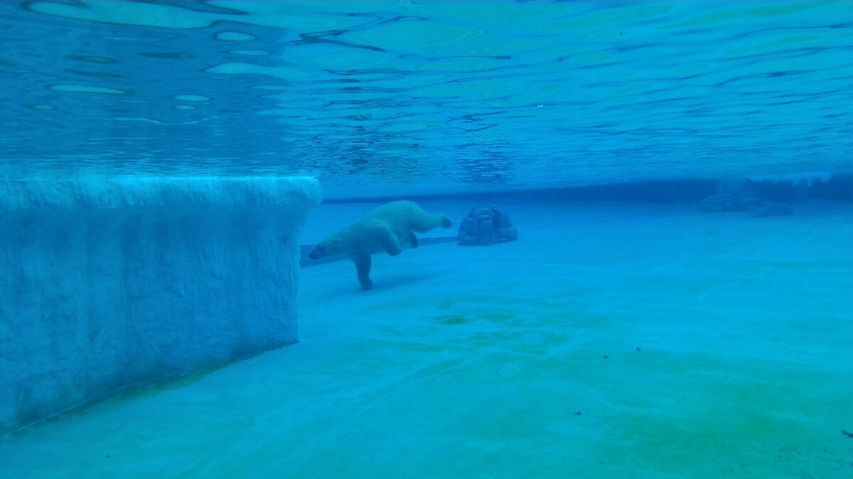 Polar Bear
