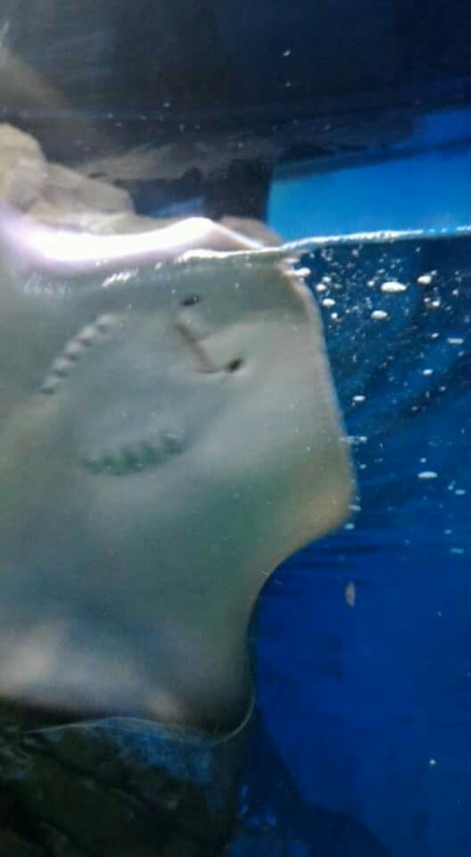 Sea Aquarium Singapore