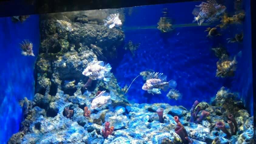 Sea Aquarium Singapore