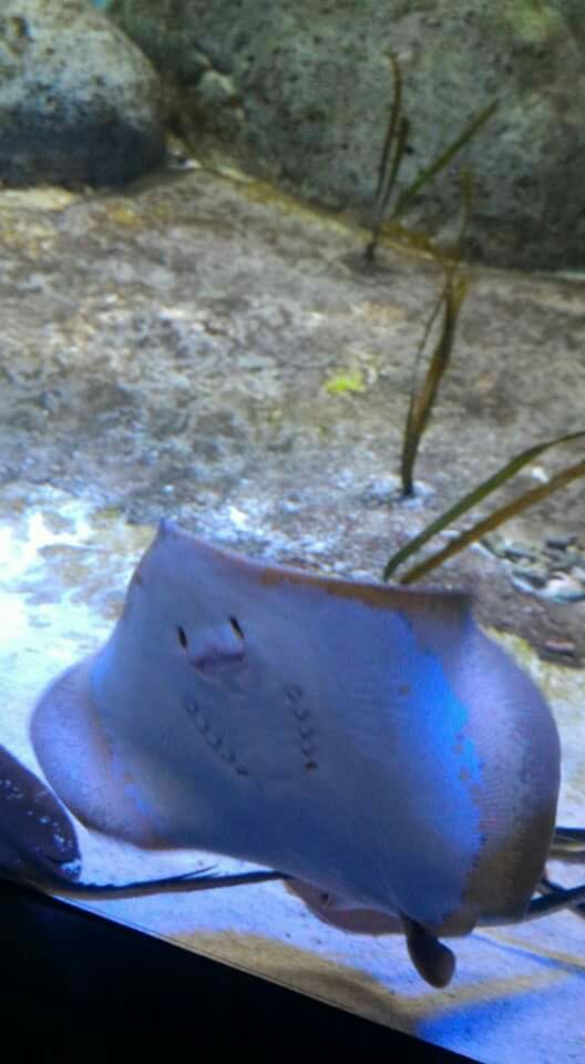 Sea Aquarium Singapore