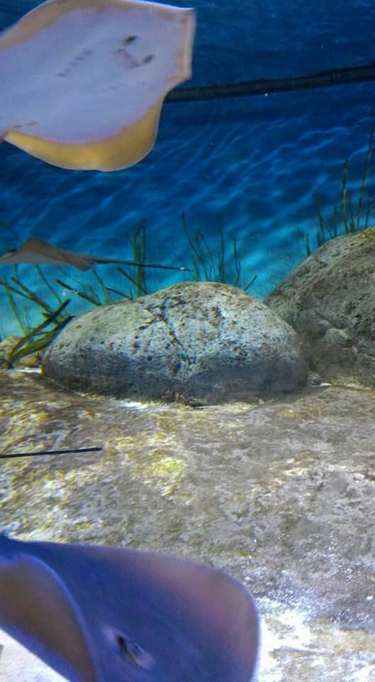 Sea Aquarium Singapore