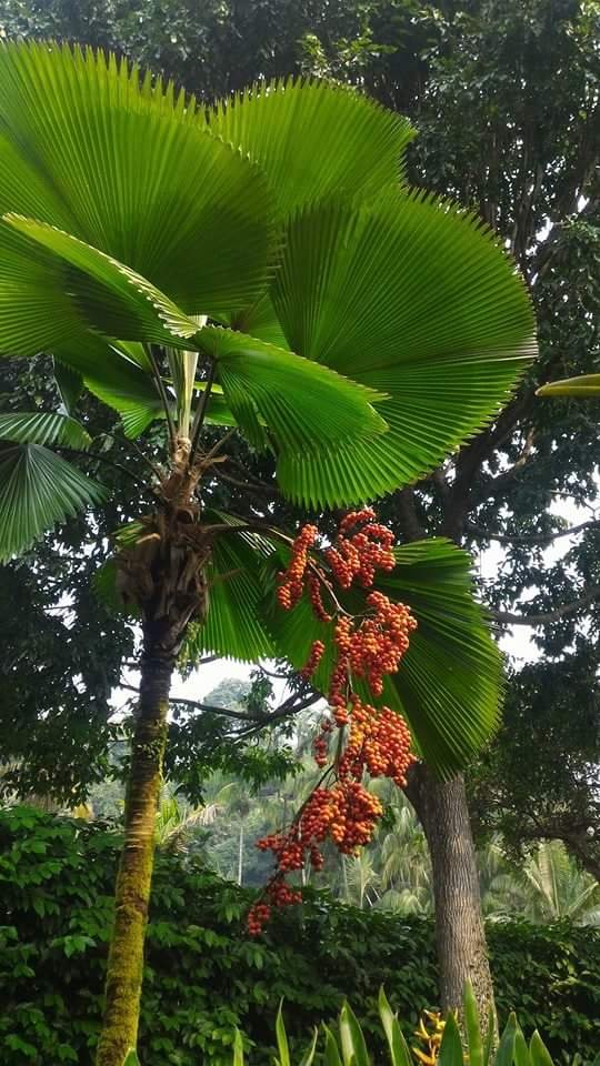 Singapore Botanical Garden