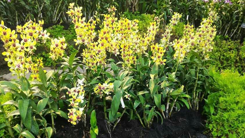 Singapore Orchid Garden