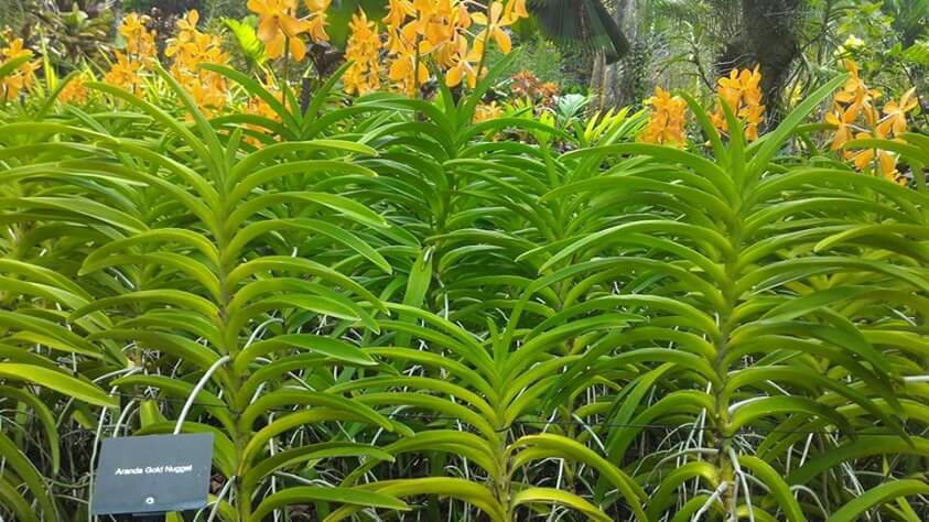 Singapore Orchid Garden