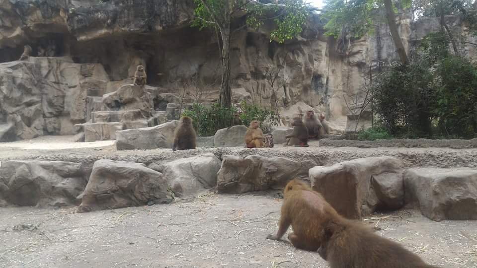 The Baboons 