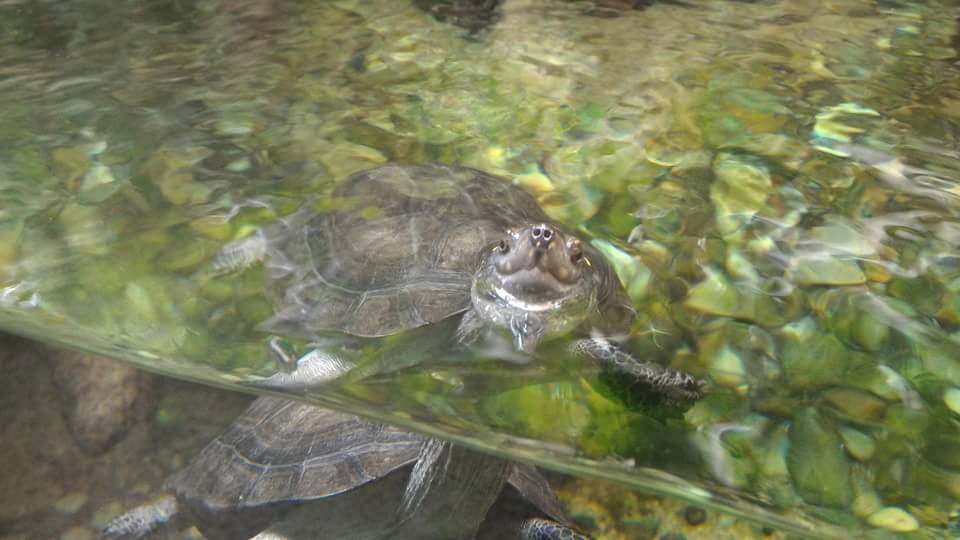 Turtle Polar Bear #SingaporeZoo #Landscape