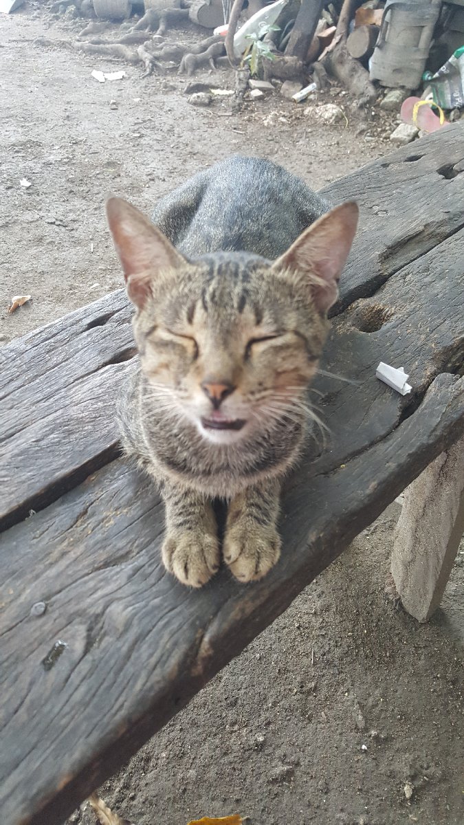 cat