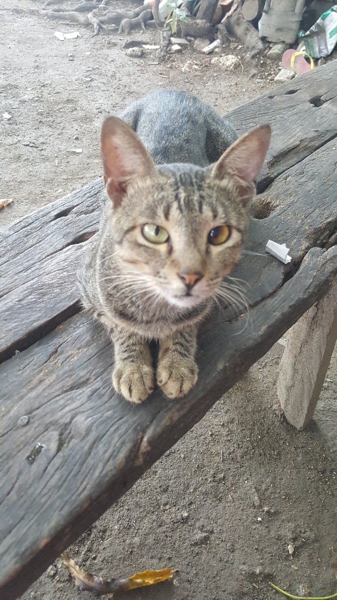 cat
