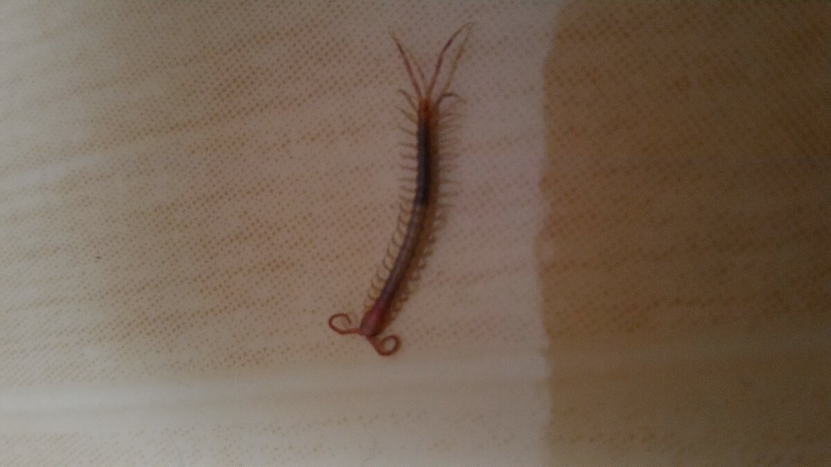 centepede all I want for Christmas is a pairs of shoes