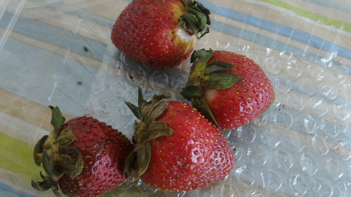 fresh strawberries