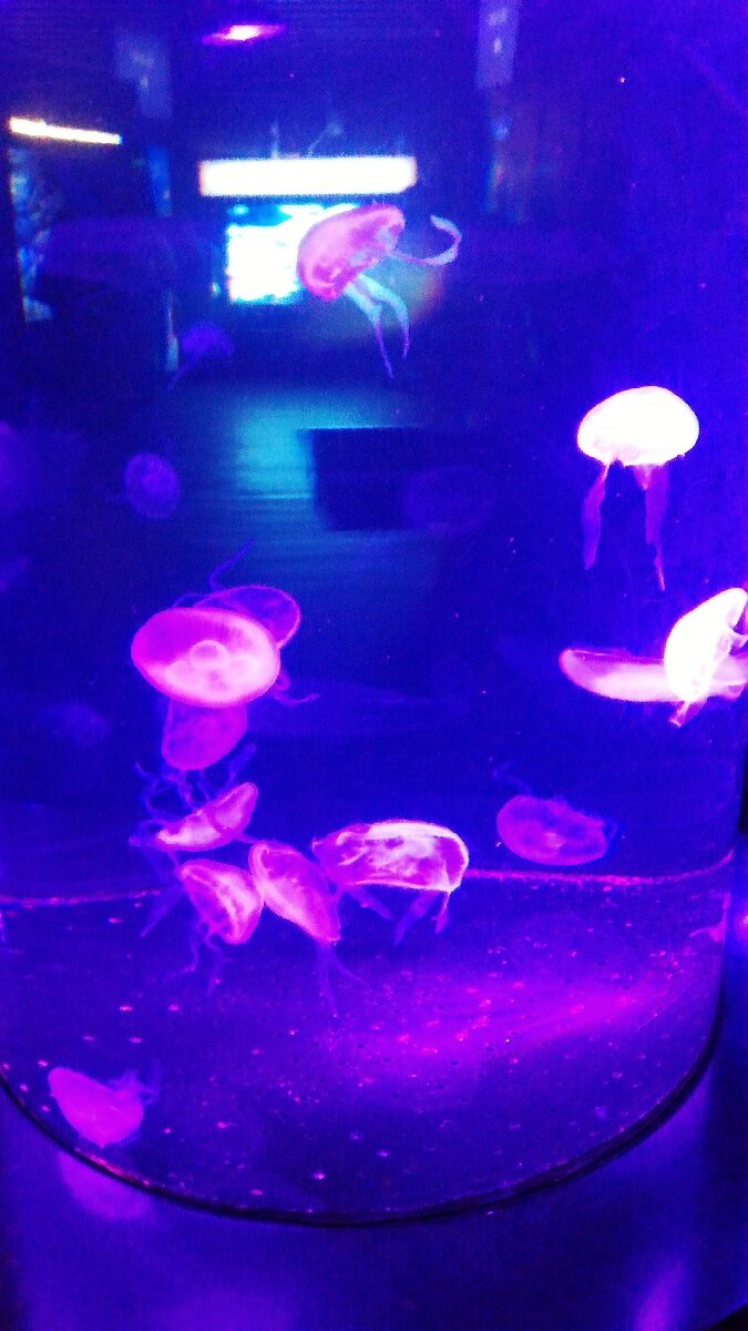glow in the dark jelly fish #SingaporeAquarium