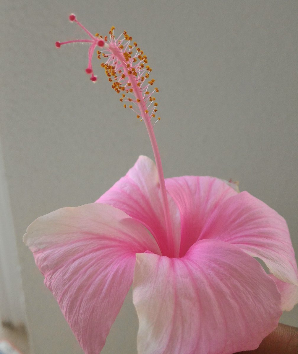 #gumamela #flower #pink