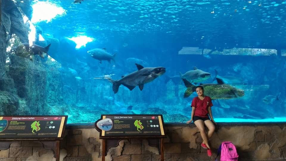 monster fish #SingaporeZoo