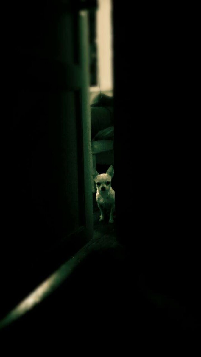 my Tiny waiting for me to come home #chihuahua