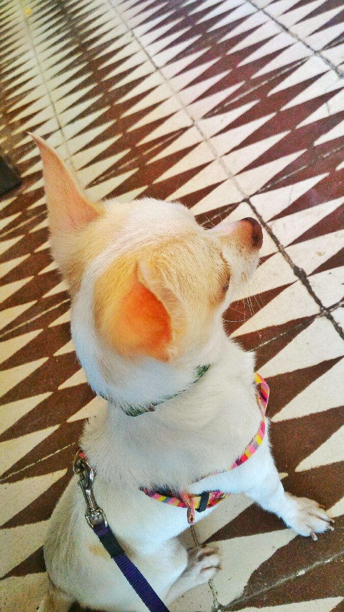 my sweet little chi Tiny