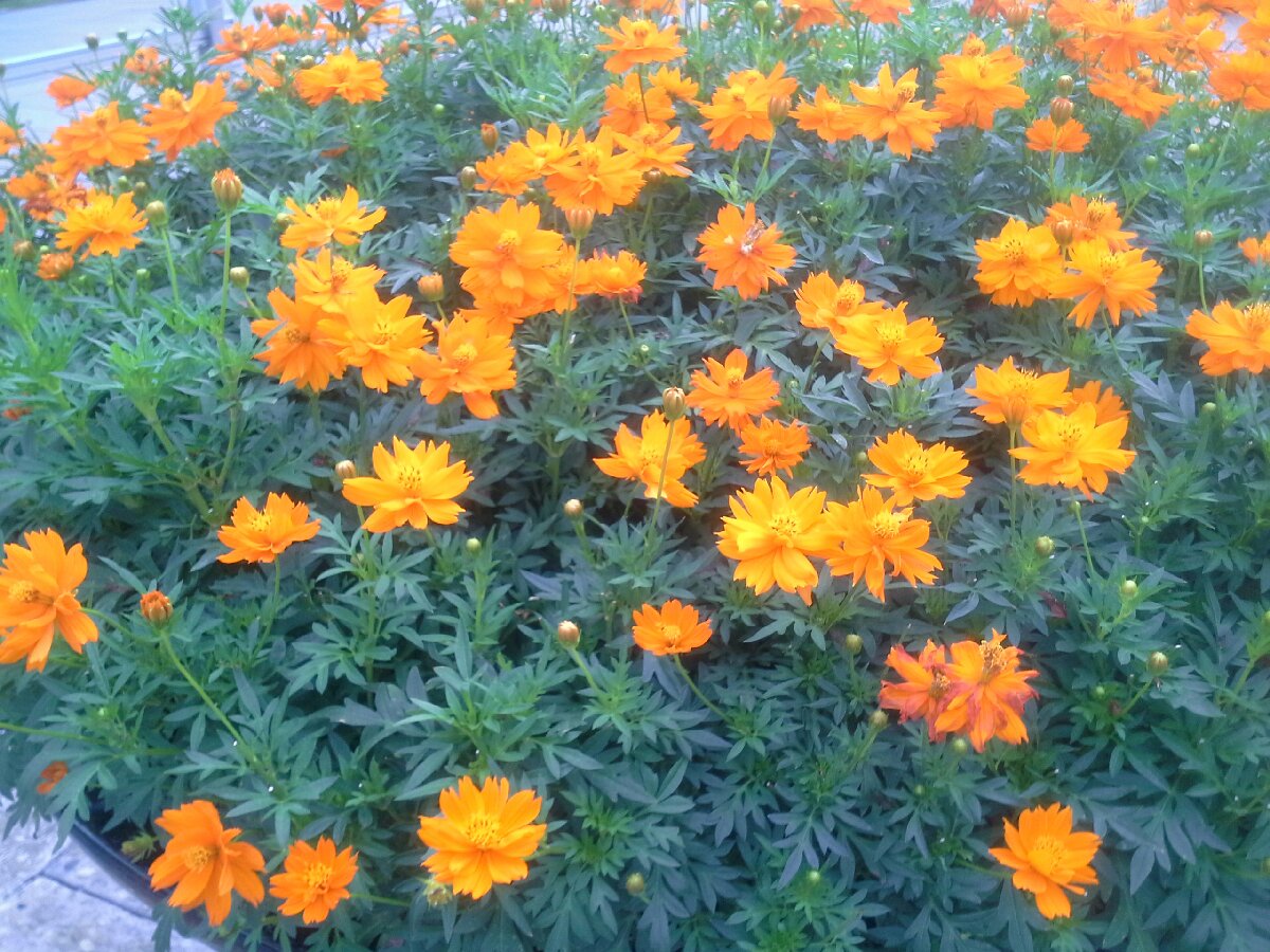 orange flower