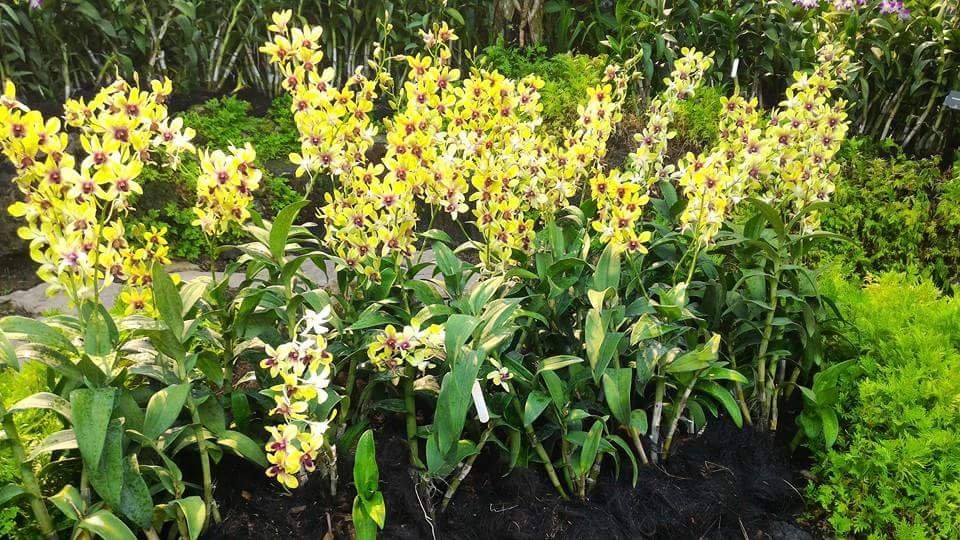 orchids #botanicalGarden #Singapore #landscape