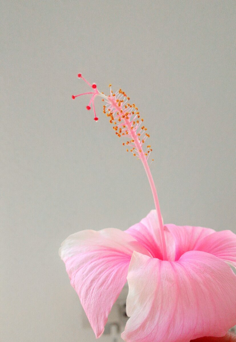 pink is the color of my energy