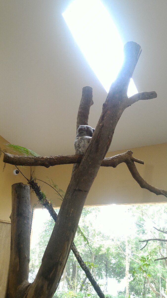 sleeping Koala Bear