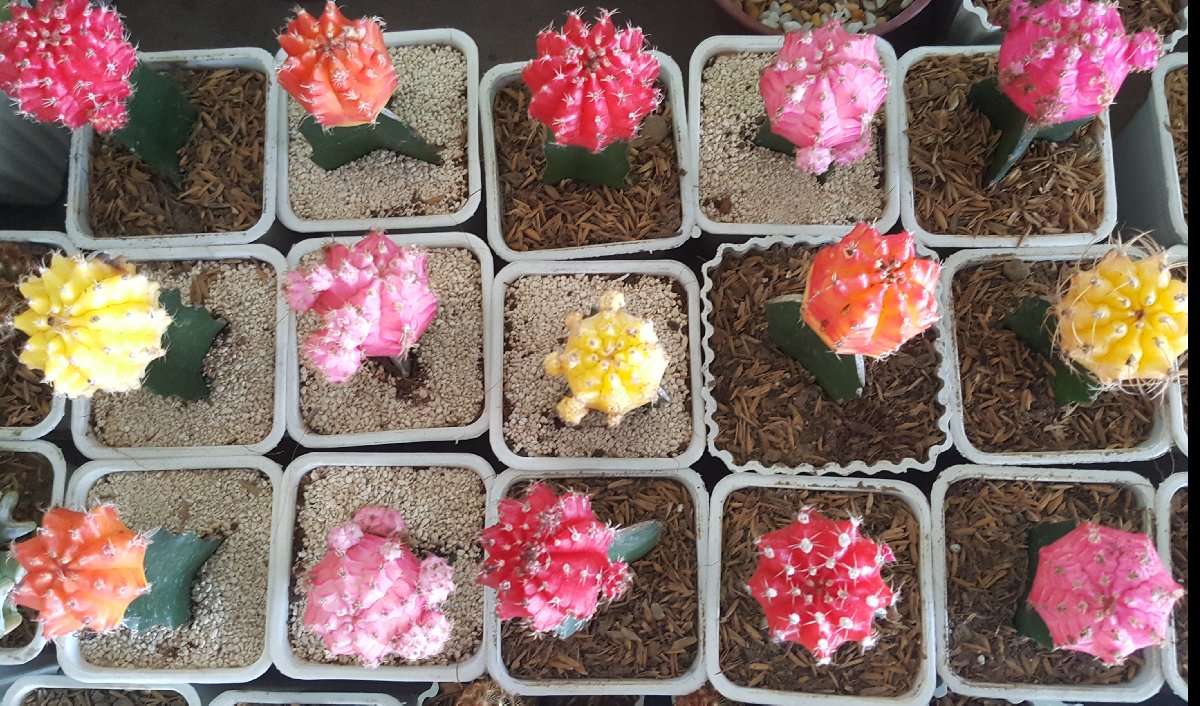 succulents