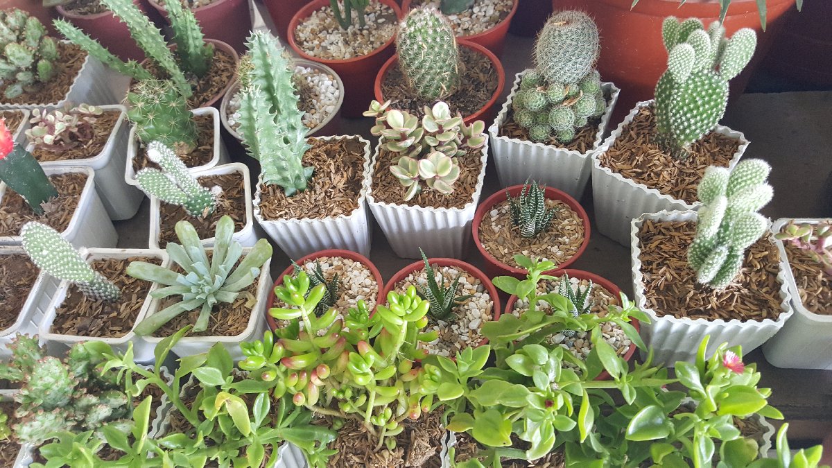 succulents