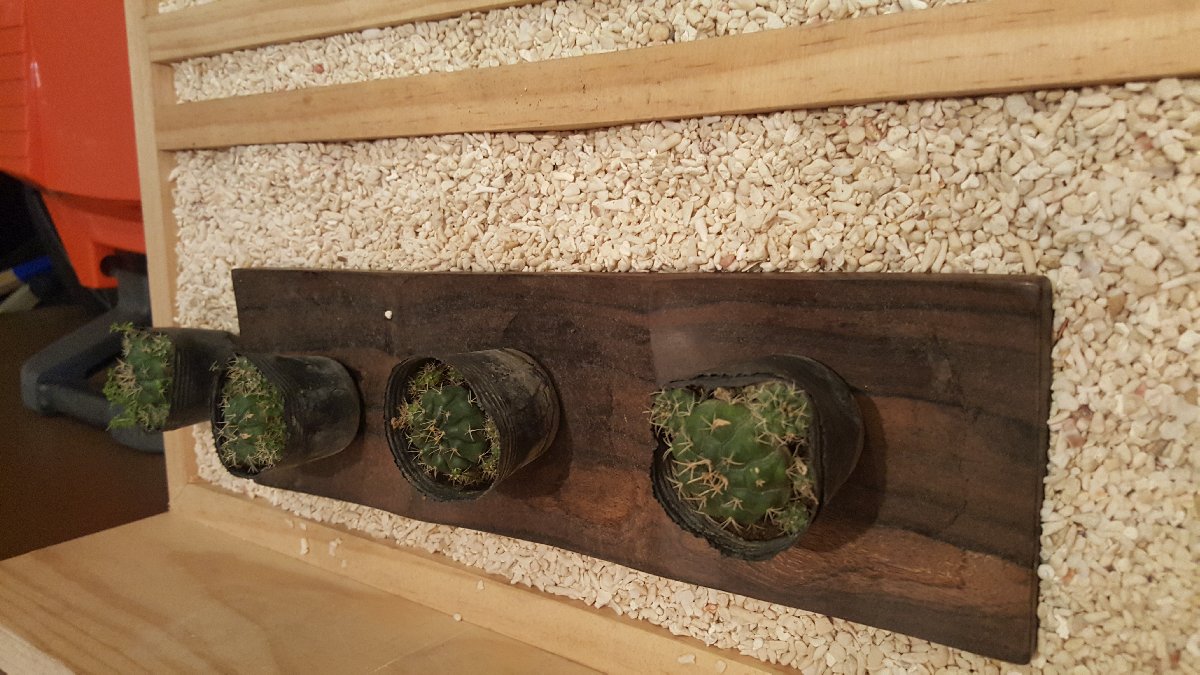 succulents