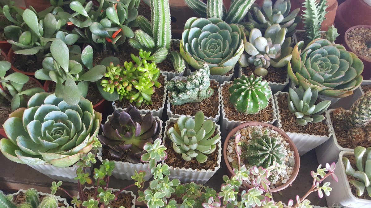 succulents