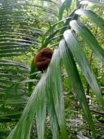 vain tarsier  smallest monkey
