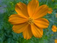 Flourescent Orange Quilled Flower