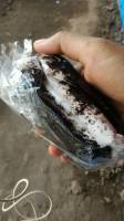 choco chips