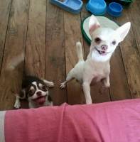HK collection and tiny at 3 mos old