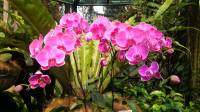 Singapore Botanic Garden