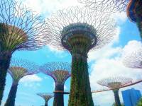 Gardes By The Bay at night #Structure #Singapore