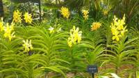 Singapore Orchid Garden