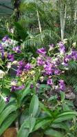 Singapore Orchid Garden