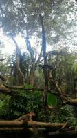 singapore zoo