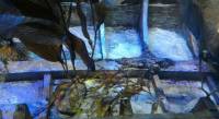 Sea Aquarium Singapore