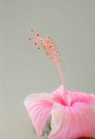 #gumamela #flower #pink