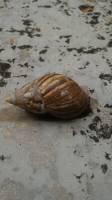 snail mail