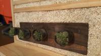 #succulents