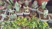 #succulents
