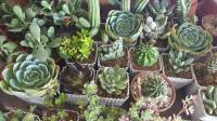 #succulents