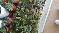 #succulents
