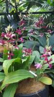 #orchids Botanical Garden Singapore