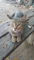 the cat behind the most expensive coffee